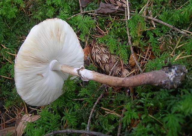 Prima  dell�era  glaciale